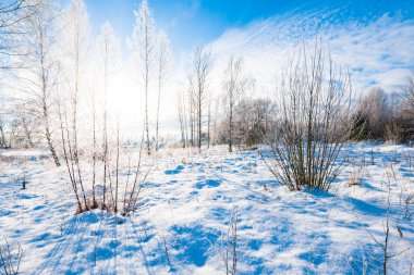 Kar fırtınasından sonra güneşli bir kış gününde genç, soğuk huş ağaçları. Düşen kar taneleri. Eski şehir parkında karla kaplı tepeler. Ulbroka, Letonya. Çevre koruma, eğlence teması