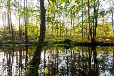 Karışık kozalaklı ormanda küçük bir nehir. Yosunlu ağaçlar yakın plan. Sudaki yansımalar. Ağaç gövdelerinden güneş ışınları geçiyor. Letonya