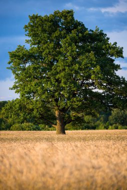 Tarım ekinleri gün batımında. Yalnız meşe ağacı yakın plan, orman arka planda. Renkli akşam bulutları. Kır manzarası. Letonya