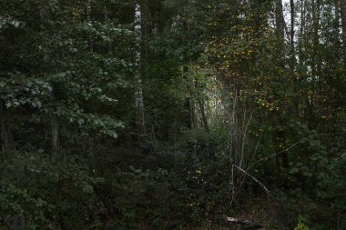 Karanlık orman sahnesi. Yeşil ve altın yapraklı huş ağaçları, ağaç gövdelerinde güneş ışığı. Sonbahar manzarası. Letonya
