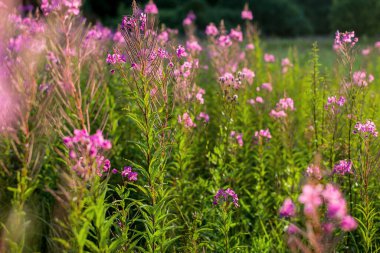 Gün batımında pembe çiçekler, yakın plan. Kahrolası kır arazisi. Yaz manzarası. Sıcak akşam güneşi. Letonya