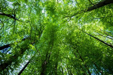 Yaz ormanı manzarası. Yeşil kayın ormanı, yakın ağaçlar. Almanya