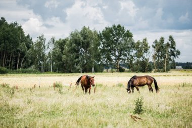Yaz kır manzarası. Bulutlu bir günde yeşil bir tarlada atlar. Arka planda orman var. ABD