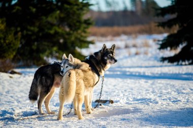 Açık ve güneşli bir kış gününde Husky karda yürüyor ve oynuyor. Laponya, Finlandiya