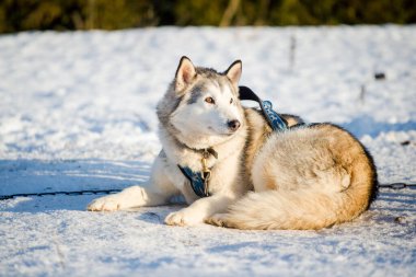 Açık ve güneşli bir kış gününde Husky karda yürüyor. Laponya, Finlandiya.