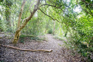 Yaz ormanı manzarası. Yeşil ağaçlar ve yapraklar yakın plan