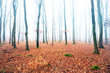Fransa Lorraine 'de ağaç siluetleri olan sisli bir sonbahar ormanı. Kayın ağaçları yakın plan