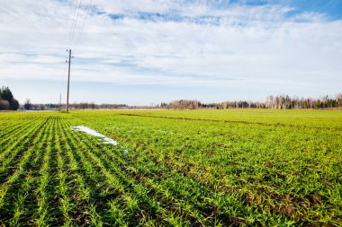 Baharın başında. Kır manzarası. Açık mavi gökyüzü ve beyaz bulutlara karşı yeşil tarımın manzarası. Arka planda orman var. Polonya