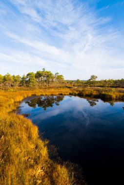 Sabah sisinde kristal berrak göl ve bataklık. Suda yansıma. Parlak mavi gökyüzü. Arka planda çam ağaçları var. Kemeri Milli Parkı, Letonya