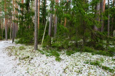 Karla kaplı kozalaklı ormanların, yeşil çam ağaçlarının ve ladin ağaçlarının arasında bir patika Almanya