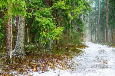 Kış kır manzarası. Ormanda beyaz bir sis. Çam ağaçları ve saf sabah ışığı. İsveç