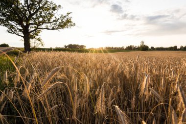 Tarım ekinleri gün batımında. Arka planda yalnız meşe ağacı ve orman var. Renkli akşam bulutları. Kır manzarası. Letonya