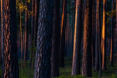 Günbatımında Evergreen Ormanı. Çam ağaçlarının gövdelerinden güneş ışınları geçiyor. Letonya