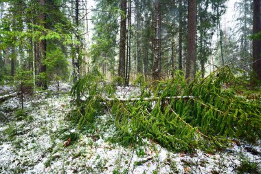 Karla kaplı, gizemli, yemyeşil ormanın içinden geçen yol. Çam, ladin, köknar ağaçları, yakın plan kütükler. Doğa, mevsimler, kış, ekoloji, İsveç 'te çevre koruma. Karanlık atmosferik manzara