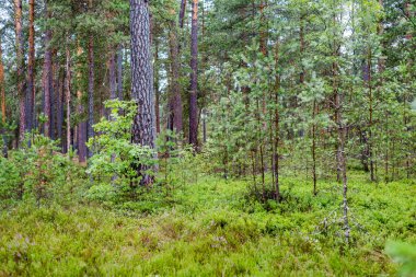 Yaz manzarası. Yağmurdan sonra Evergreen Ormanı. Çam ağaçları yakın plan. Finlandiya