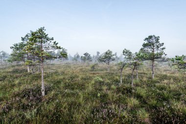 Güneşin doğuşunda sisli bataklık. Çam ağaçları yakın plan. Temiz sabah ışığı. Kemeri, Letonya