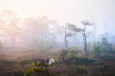 Gün doğumunda bir bataklık. Genç çam ağaçları yakın plan. Sis ve açık mavi sabah gökyüzü. Altın güneş ışığı. Kemeri, Letonya
