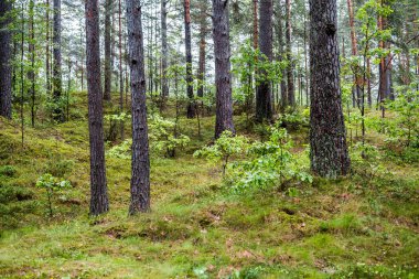 Yaz manzarası. Yağmurdan sonra Evergreen Ormanı. Çam ağaçları yakın plan. Finlandiya