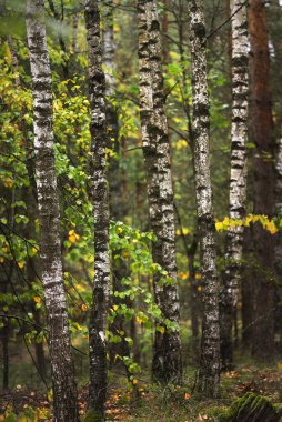 Yeşil ve altın huş ağaçları. Karanlık orman sahnesi. Letonya