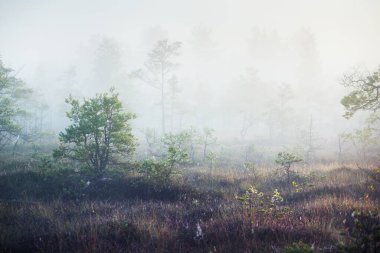 Güneşin doğuşunda sisli bataklık. Çam ağaçları yakın plan. Temiz sabah ışığı. Kemeri Milli Parkı, Letonya