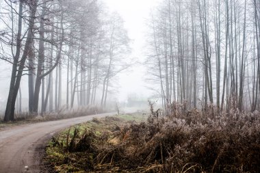 Orman manzarası. Ağaçların arasından geçen toprak bir yol. Bulutlu bir kış gününde sabah sisi. Letonya