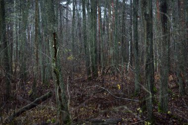 Karanlık orman sahnesi. Yağmurlu bir sonbahar günü. Yosunlu çam ve huş ağaçları, dallar ve renkli yapraklar yakın plan. Letonya