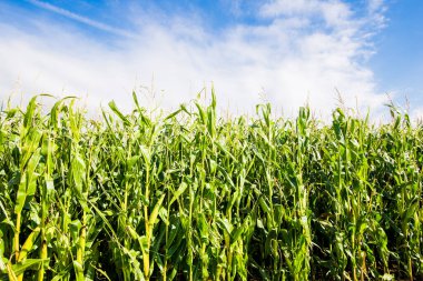 Brittany, Fransa 'da güneşli bir günde yeşil mısır tarlası