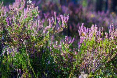 Ormanda sabah oldu. Çiçek açan pembe kenevir çiçekleri. Letonya
