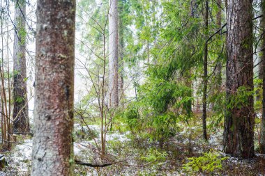 Kış kır manzarası. Ormanda beyaz bir sis. Çam ağaçları ve saf sabah ışığı. İsveç