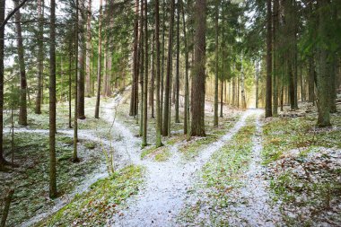 Kış kır manzarası. Ormanda beyaz bir sis. Çam ağaçları ve saf sabah ışığı. Orman yolu. Almanya