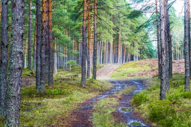Yaz manzarası. Yağmurdan sonra çam ormanı. Ağaçlar, yosunlar ve eğrelti otları