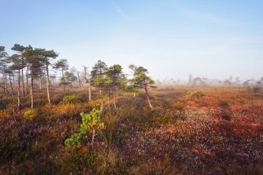 Gün doğumunda bir bataklık. Çiçeklerin açtığı orman zemini, yakın plan çam ağaçları. Sis ve açık mavi sabah gökyüzü. Kemeri Milli Parkı, Letonya