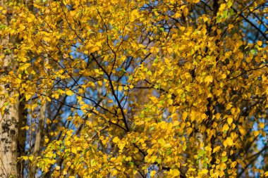 Gün batımında, Letonya 'da mavi gökyüzüne karşı altın huş ağacı.