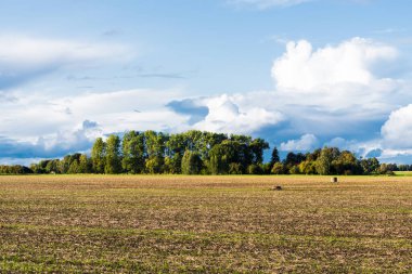 Yeşil tarım alanının üzerinde fırtına bulutları, traktör izleri, arka planda orman. Kırsal sonbahar manzarası. Letonya