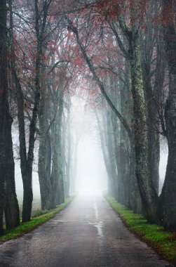 Sonbahar manzarası. Sabah sisi. Kırmızı yapraklı, eski ağaçların arasından geçen boş kır yolu manzarası. Orman ve arka planda evler. Polonya