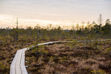 Bahar manzarası. Gün batımında çam ağaçları, huş ağaçları ve bataklıklar arasında ahşap yol. Cenas trelis, Letonya.