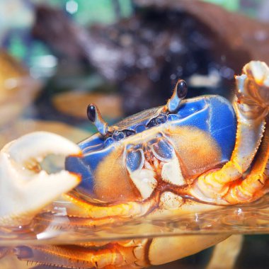 Akvaryumda renkli evcil hayvan gökkuşağı yengeci Cardisoma armatum