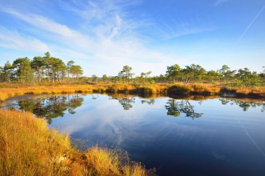 Sabah sisinde kristal berrak göl ve bataklık. Suda yansıma. Parlak mavi gökyüzü. Arka planda çam ağaçları var. Kemeri Milli Parkı, Letonya