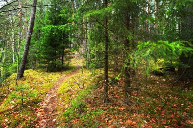 Çam ağaçları, huş ağaçları arasında ahşap geçit.