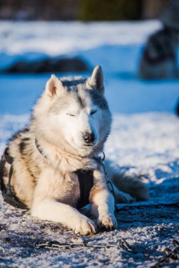 Açık ve güneşli bir kış gününde Husky karda yürüyor ve oynuyor. Laponya, Finlandiya