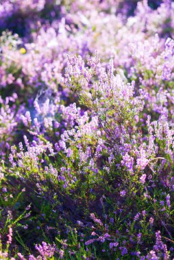 Çiçeklerin açtığı ormanın zemininde sabah sisi, örümcek ağı ve çiğ damlaları var. Letonya