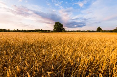 Tarım ekinleri gün batımında. Arka planda yalnız meşe ağacı ve orman var. Renkli akşam bulutları. Kır manzarası. Letonya