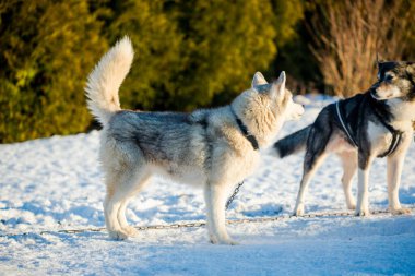 Açık ve güneşli bir kış gününde Husky karda yürüyor ve oynuyor. Laponya, Finlandiya