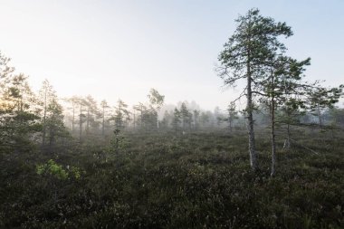 Gün doğumunda bir bataklık. Genç çam ağaçları yakın plan. Sis ve açık mavi sabah gökyüzü. Puslu bir manzara. Kemeri, Letonya