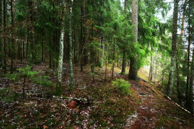 Gizemli yemyeşil ormanın içinden geçen yol. Çam, ladin, köknar ağaçları, yakın plan kütükler. Altın sonbahar yaprakları. Doğa, mevsimler, ekoloji, İsveç 'te çevre koruma. Karanlık atmosferik manzara