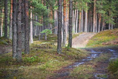 Koyu yeşil çam ormanında bir patika. Letonya