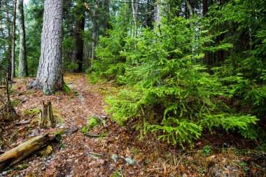 Kış kır manzarası. Ormanda beyaz bir sis. Çam ağaçları ve saf sabah ışığı. Orman yolu. Almanya