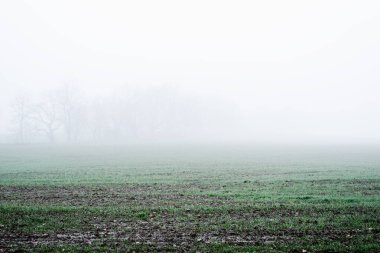 Kır manzarası. Güçlü bir sabah sisinin içinde boş bir tarla. Orman ve arka planda evler. Letonya