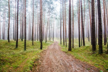 Orman manzarası. Ağaçların arasından geçen toprak bir yol. Bulutlu bir kış gününde sabah sisi. Letonya