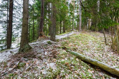 Karla kaplı karışık kozalaklı ormanda bir patika, yeşil çam ve çam ağaçları, yakın ağaç kütükleri, Almanya